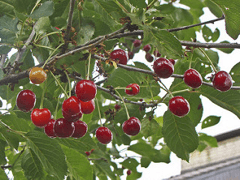 Put a cherry on top!