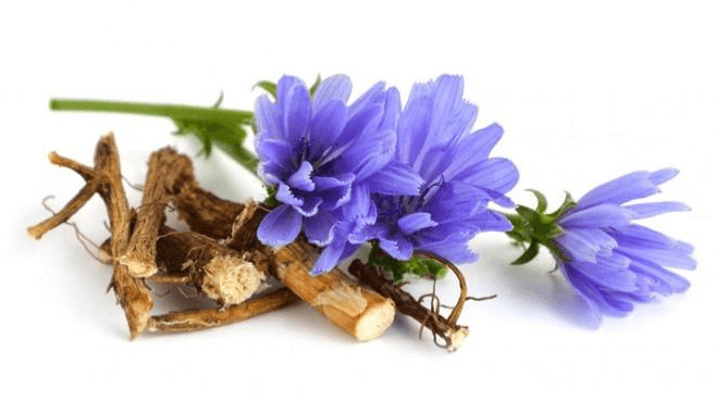 What is Chicory Root?